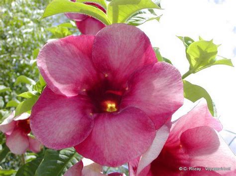 Flower Type Of Adenium Garden Balata Martinique