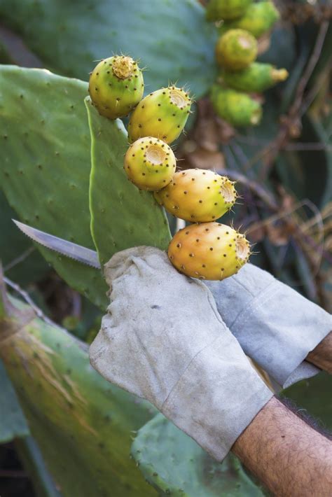 Tips On Trimming Cactus Plants When And How To Cut Back A Cactus