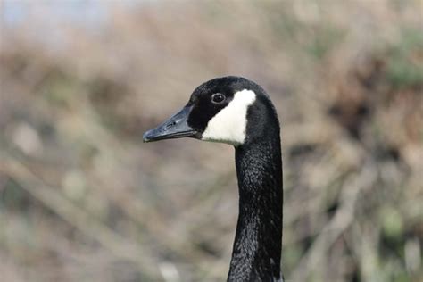 Image Libre Oie Faune Sauvagine Oiseau Nature Volaille Lac