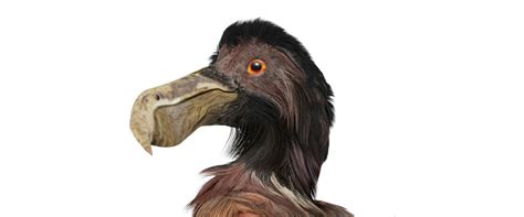 Resurrecting the dodo: Science’s bizarre plan to bring back extinct ...