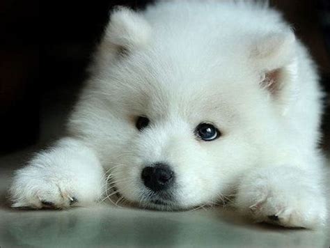 Samoyed Puppy Cute Puppy Pictures