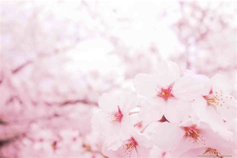 Pink Sakura - HD Wallpapers