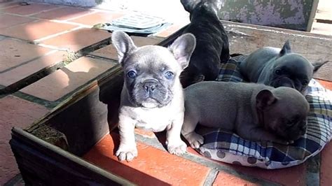 Blues Bulldog French Bulldog Dogs