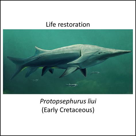 Sturgeon And Paddlefish Stem Group