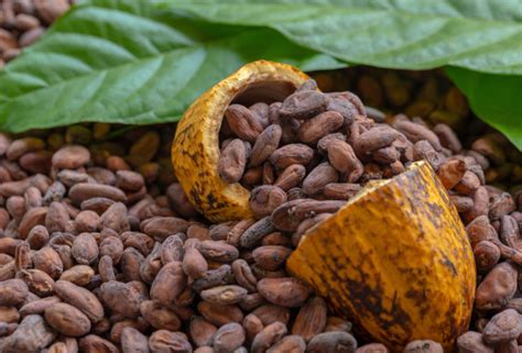 R Cord Hist Rico El Cacao Supera Al Banano En Exportaciones Ecuatorianas