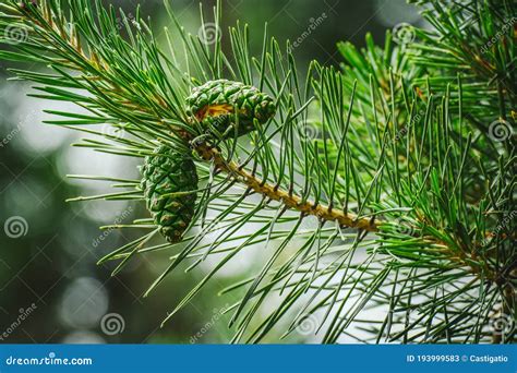 Pinus Sylvestris, Green Cones on Scots Pine Branch. Evergreen Tree Stock Image - Image of pine ...