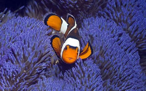 Clownfish Background HD Wallpaper Pxfuel