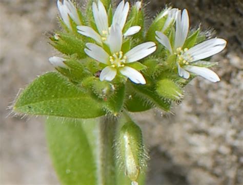 Mouseear Chickweed - WeedAlert