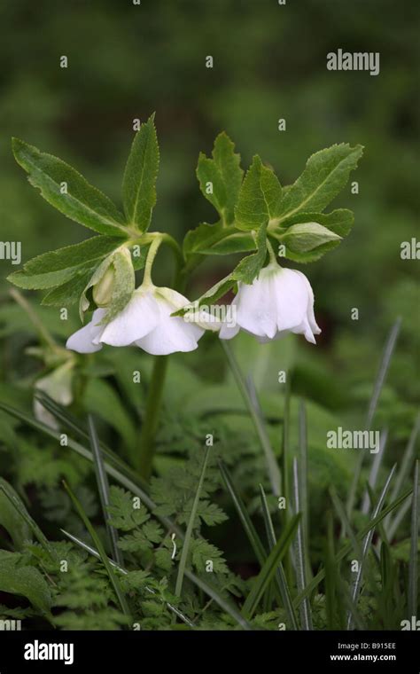 Close Up Of White Hellebore Growing Wild In Spring Against A Blurred