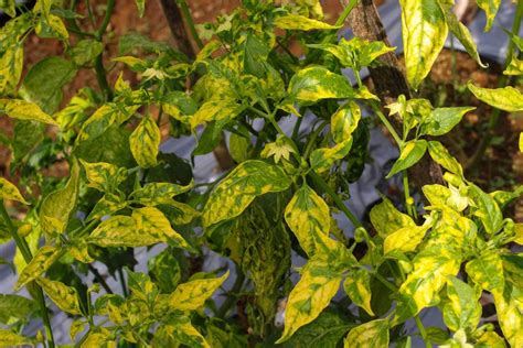 16 Pepper Plant Disease Nasimnaimura