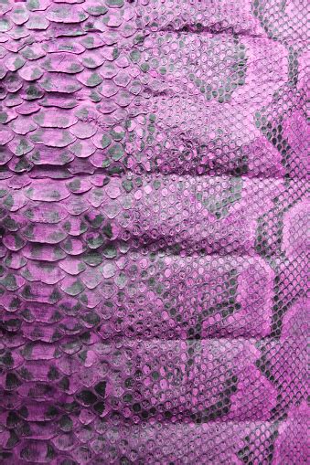 warna ungu kulit ular asli latar belakang cetak hewan kulit ular foto
