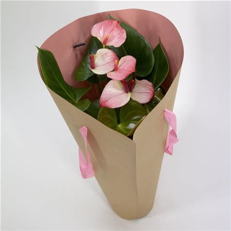 Anthurium KARMA Pink Mix Gift Bag 12cm KPTAS45MIX MD FloraXchange