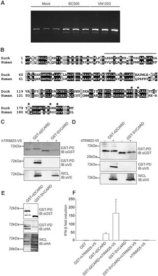 Activation of Duck RIG-I by TRIM25 Is Independent of Anchored Ubiquitin 