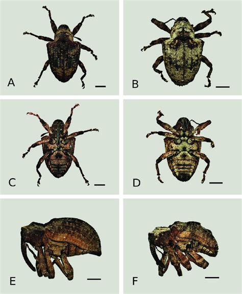 Vista Dorsal Ventral Y Lateral De La Hembra A C Y E Y Macho B D Y