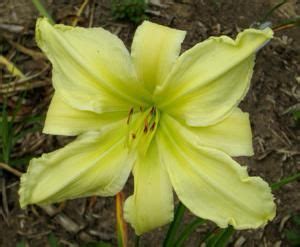 Petal Pusher Daylilies Spiders Ufos Polys Daylilies Petal