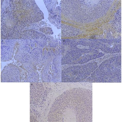 Representative Immunohistochemical Images A Immunohistochemical Download Scientific Diagram