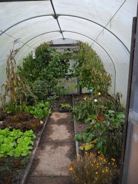 A Year Of Growing In A Polytunnel My Review With Images Veg