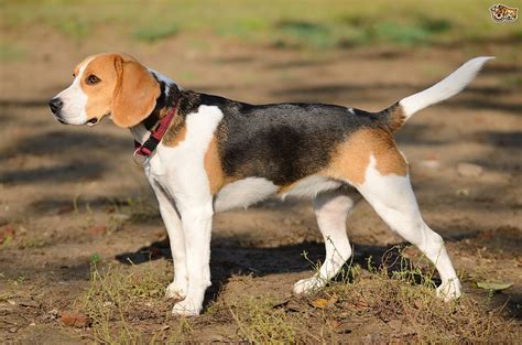 Chó Beagle: Nguồn gốc, đặc điểm và cách chăm sóc – PETACY