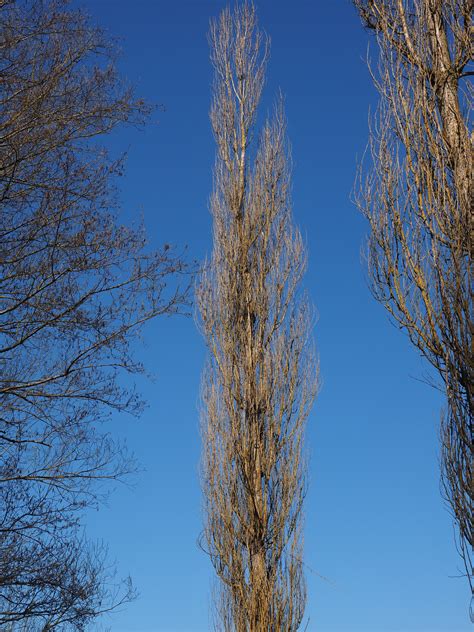 Bildet Tre Natur Skog Gren Sn Vinter Anlegg Himmel Sollys