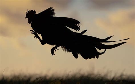 The silhouette of a chicken in flight : r/BeAmazed