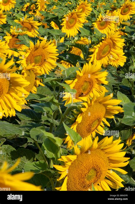 Ripe Sunflowers Hi Res Stock Photography And Images Alamy