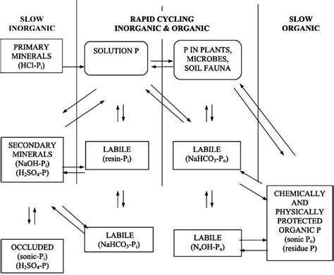 A Conceptual Model Of Soil Phosphorus Transformation With Its