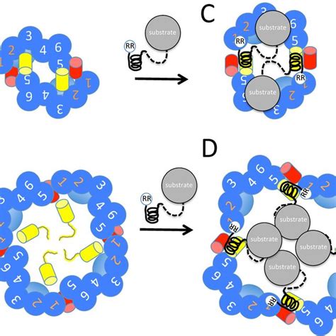 Architecture Of Tat Signal Peptides Tat Signal Peptides Have Three