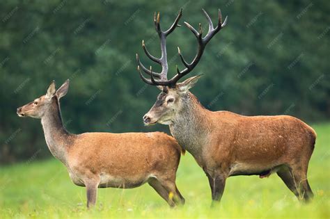 Premium Photo | Red deer stag with massive dark antlers sniffing hind