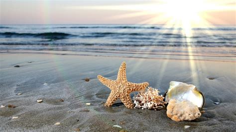 beach, sun, shells, starfish - Coolwallpapers.me!