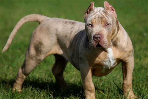 Merle Pitbull: Controversial Color Of A Controversial Breed