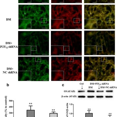 The Double Label Immunofluorescence Staining Of P2y12 And Gs And The Download Scientific