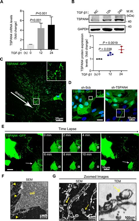 Pattern Of Migrasome In Vitro Cultured Rpe Cells A B Rpe Cells Were