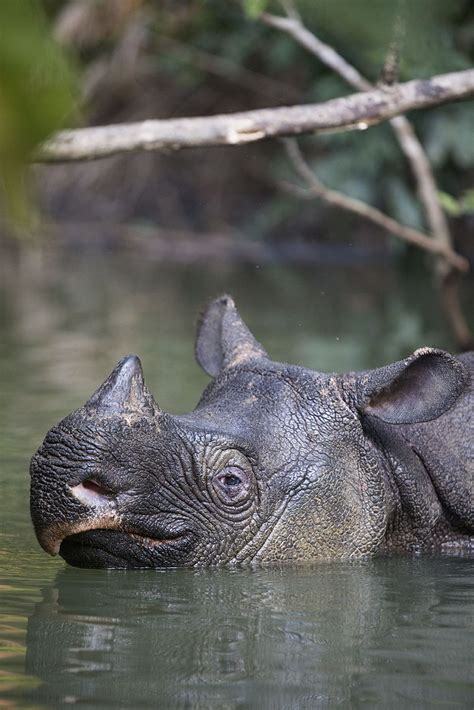 Stunning Images Of The Extremely Rare Javan Rhino Captured On Camera