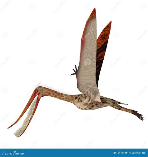 Pterodaustro Pterosaur Wings Up Stock Illustration Illustration Of