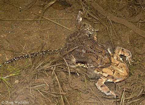 Toad Life Cycle By Doug Wechsler