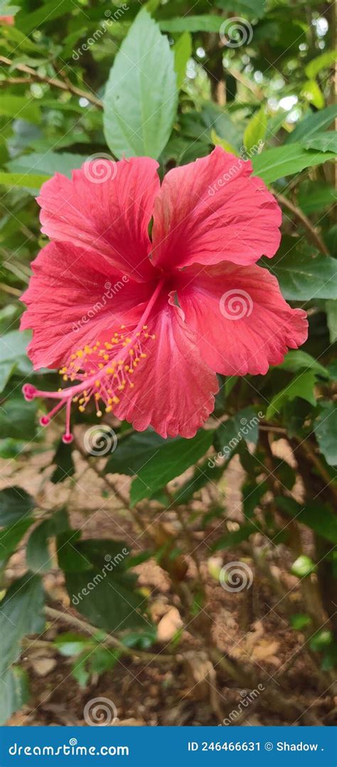 Hibiscus Flower Image (chembarathi) Stock Image - Image of chembarathi ...