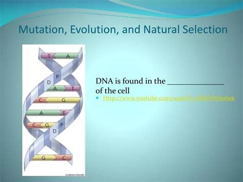 Ppt Mutation Evolution And Natural Selection Powerpoint Presentation Id2871913