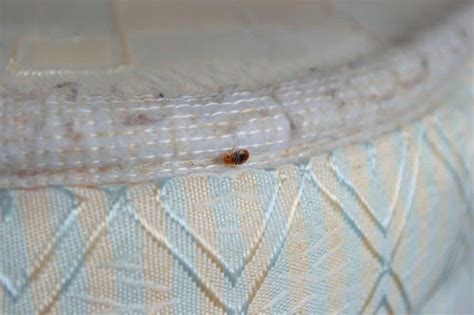 How to identify bed bug eggs? - Exterminatorhamilton.ca