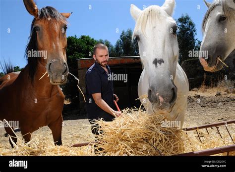 Man Feeding Horses Stock Photo Alamy