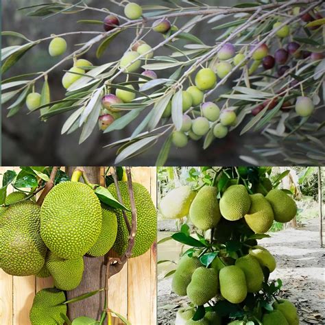 Pyanabi Combo 2 Kalamata Olive Fruit Plant Hybrid Jackfruit Plant