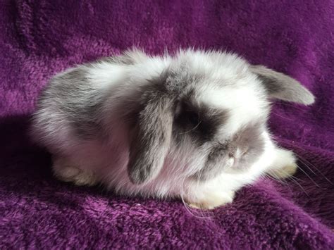 Mini Lop Babies Lilac Self And Butterfly Prescot Merseyside