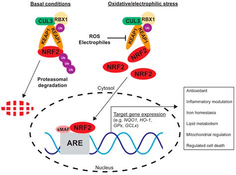 mitigation  cardiovascular disease  toxicity  nrf signalling