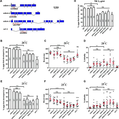 Phenotypes Of Edem Mutants Under Physiological Conditions A Genomic