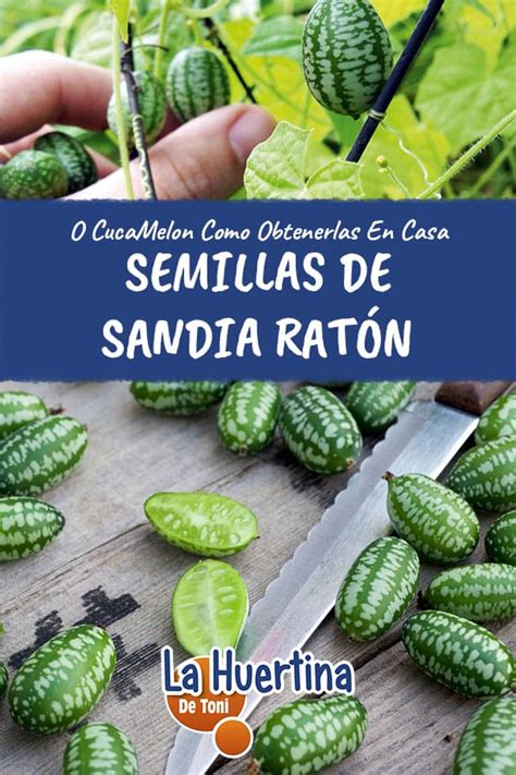 Semillas De Cucamelon O Sand A Rat N C Mo Conseguirlas