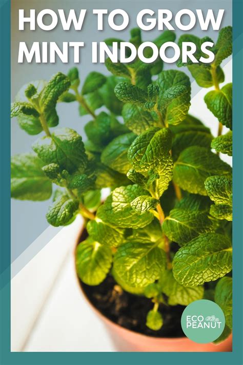 How To Grow Mint Indoors In A Pot Or Container Eco Peanut