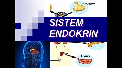 Modul Anatomi Fisiologi Sistem Endokrin Porn Sex Picture