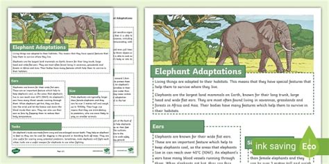 Elephant Adaptations Fact File (teacher made) - Twinkl