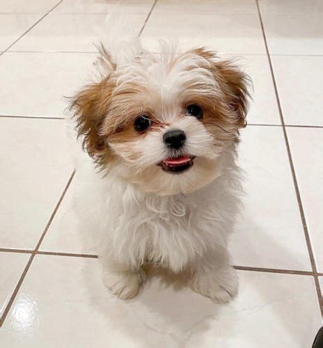 Shiranian Cutest Pomeranian Shih Tzu Mix Dog Breed Shih Tzu Mix Shih