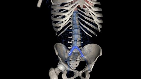 The Common Iliac Vein Is Formed By The Unification Of The Internal And