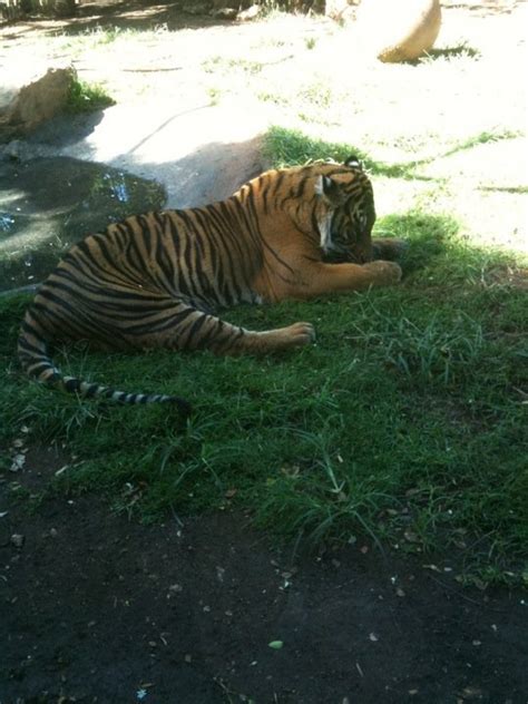 17 Best images about Honolulu Zoo and Animals on Pinterest | Zoos, Oahu ...